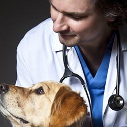 Over 30 Pet Health Experts